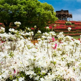 Formosa Azalea (White)