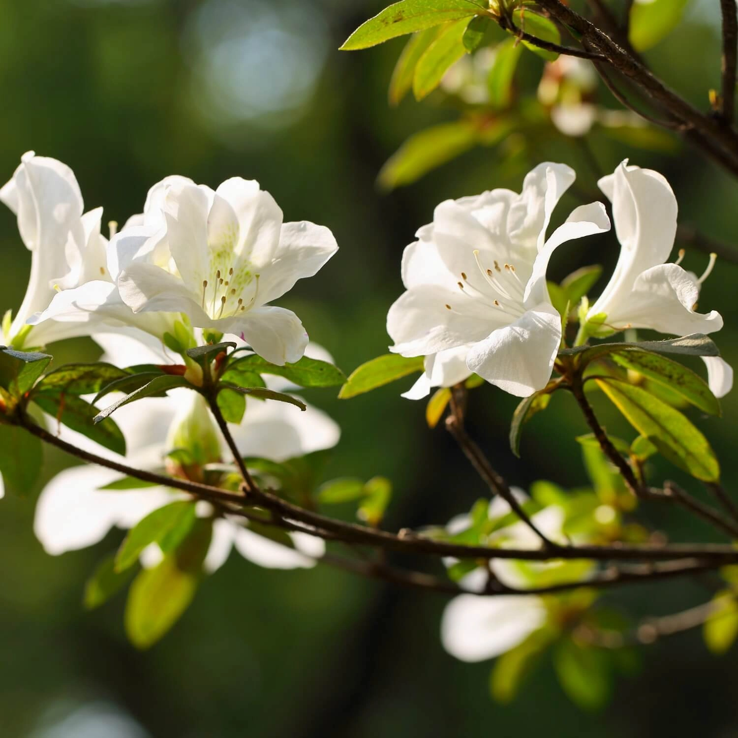 Formosa Azalea (White)